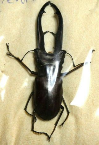 Beetles,  (fs69),  Lucanidae,  Cyclommatus Imperator,  P.  N.  G.