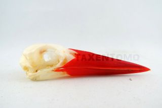 Javan Kingfisher Skull Taxidermy Real