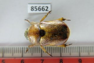 85662 Rutelidae: Didrepanephorus Sp.  Vietnam Central.  Area