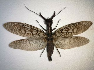 Acanthacorydalis Fruhstorferi,  Largest Aquatic Insect In The World,  131mm Wingsp