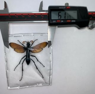Hymenoptera Sp.  Pepsis Mildei Female 61mm Wingspan Ca Tarantula Hawk