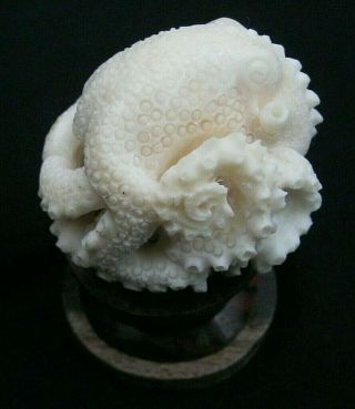 Unusual Finely Hand Carved Scrimshaw Tagua Nut Octopus Statue On Stand