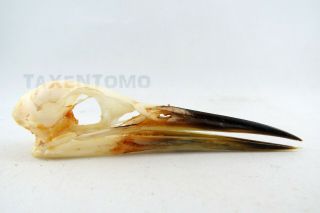 Javan Pond Heron (ardeola Speciosa) Bird Skull Taxidermy Real