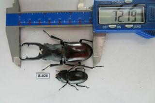 81826 Lucanidae: Hexarthrius Importantisi?.  Vietnam Central.  72mm