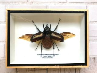 Atlas Beetle Chalcosoma Atlas 3 Horned Rhino Insect Display Case Wings