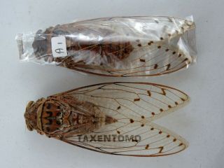 Pomponia Imperatoria Cicada Pair X - Large Real Insect (not Spread)