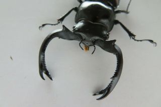 90243 Lucanidae,  Rhaetulus Crenatus.  Vietnam North.  65mm