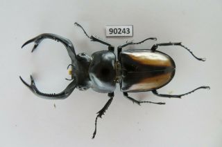 90243 Lucanidae,  Rhaetulus crenatus.  Vietnam North.  65mm 2