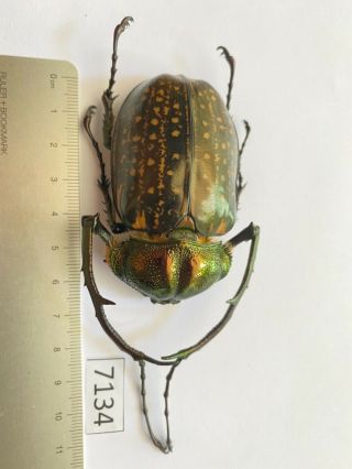 7134 Unmounted Insect Beetle Coleoptera Vietnam (cheirotonus Jansoni)
