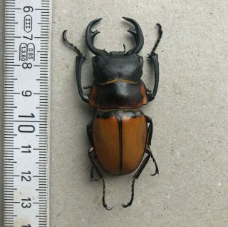 Lucanidae,  Odontolabis Lowei,  N.  - Borneo,  Giant,  58,  Mm,  A1