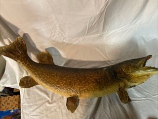 Large Vintage 34” Northern Pike Fish Real Skin Taxidermy Wall Mount Muskie