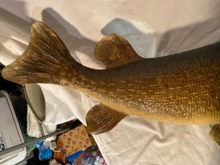 Large Vintage 34” Northern Pike Fish Real Skin Taxidermy Wall Mount Muskie 2