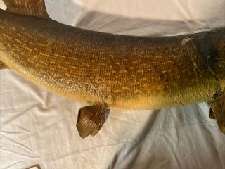 Large Vintage 34” Northern Pike Fish Real Skin Taxidermy Wall Mount Muskie 3