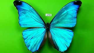 Morphidae Morpho Absoloni Male From Peru Mounted 272