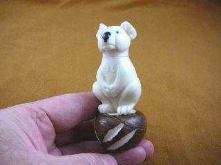 (tne - Bea - Ko - 436c) Baby Koala Bear Tagua Nut Figurine Carving Vegetable Koalas