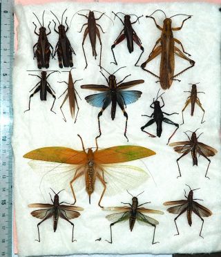 Orthoptera.  15 From West Kalimantan.
