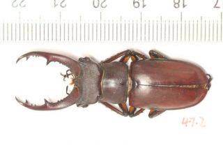 Lucanidae Lucanus Fonti 47.  2mm Fujian