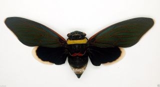 Cicada/homoptera/tacua Speciosa (spread) - Cameron Highlands,  Malaysia - Rare