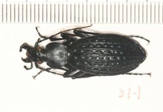 Carabidae Carabus Apotomopterus Sp.  1 Guangxi 31.  1mm