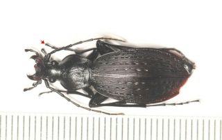 Carabidae Carabus Apotomopterus Sp.  Guangdong (4)