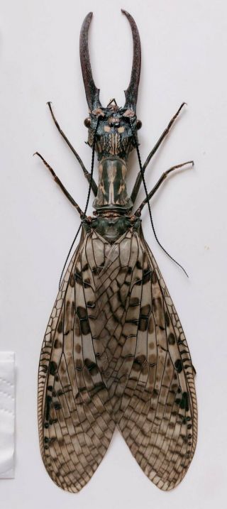 Acanthacorydalis Orientalis 136mm From Yuexi Anhui 2150