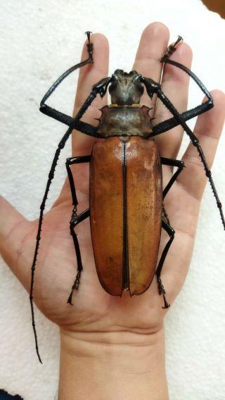 Coleoptera Cerambycidae Callipogon Armillatus 119mm From - Peru