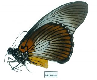 Papilio Zalmoxis Male | D.  R.  C.  | A1 To A1 -