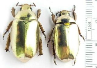 Scarabaeidae,  Rutelinae Chrysina Kalinini Sp.  N.  2019 Panama Topotype Pair