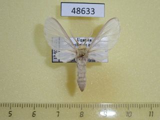 48633p Arctiidae Apisa Sp.  Cana Uganda