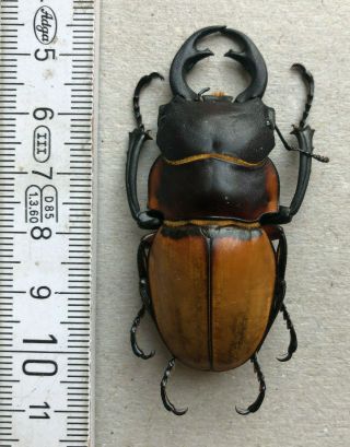 Lucanidae,  Odontolabis Lowei,  N.  - Borneo,  Giant,  59,  Mm,  A1