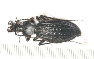 Carabidae Carabus Apotomopterus Sp.  1 Guangxi (3)