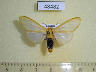 48482p Arctiidae Kenyarctia Sp.  Occidentalis Uganda