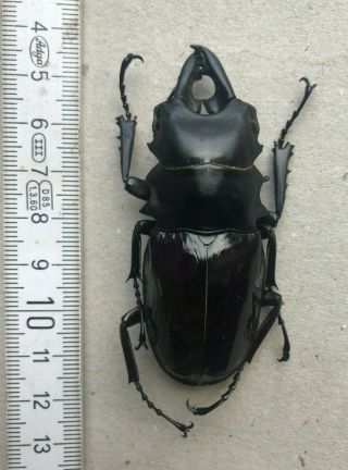 Lucanidae,  Odontolabis Dalmani Subita,  Pagai,  Rarity,  67,  Mm,  A1