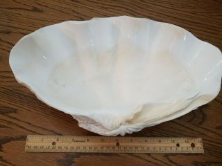 Vtg Medium Giant Natural Clam Shell Tridacna Gigas Seashell 13 " X 8.  5 " - 6.  75 Lbs