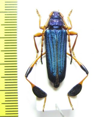 Cerambycidae,  Phyllocnema Viridicostata,  Tanzania