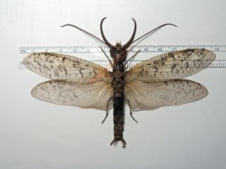 Corydalidae - Corydalus Cornutus Wingspan 136mm Huge From Canada Kdz318