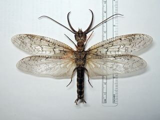 Corydalidae - Corydalus cornutus WINGSPAN 136mm HUGE from Canada KDZ318 2