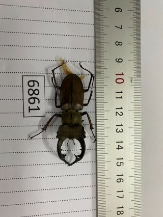 6861 Unmounted Insect Beetle Coleoptera Vietnam (lucanus)
