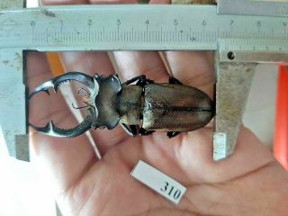 310 Vietnam Beetles Lucanus Ps.  (a1,  Size:67mm, )