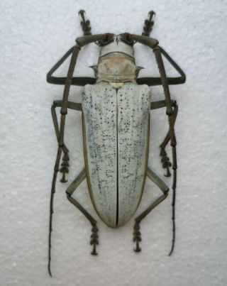 Batocera Kibleri,  Scarce Cerambycidae From Solomon Isl. ,  76mm Asymmetric Female