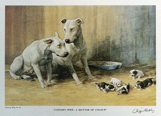 Bull Terrier English Dog Fine Art Print - " A Matter Of Colour " By Gifford Ambler