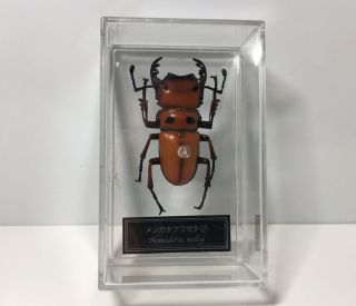 Deagostini Kaiyodo 1:1 Homoderus Mellyi Male Stag Beetle Insect Figure