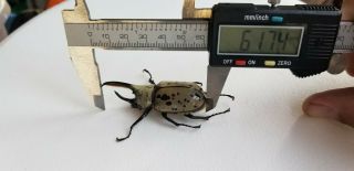 Male/female Pair Arizona Dynastes Granti 61.  74mm Western Hercules Beetle Grantii