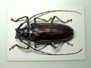 Cerambycidae - Batocera Gerardhoullieri (specimen) Indonesia Khd1976