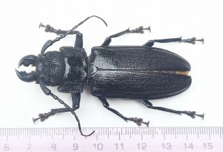 Cerambycidae 1045 Physopleurus Sp 7.  6cm Loreto Region May - Jun2021