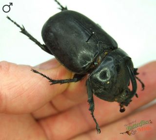 Rhino Beetle Pachyoryctes Solidus Set X1 A1 Scarce Dynastidae Thailand J01