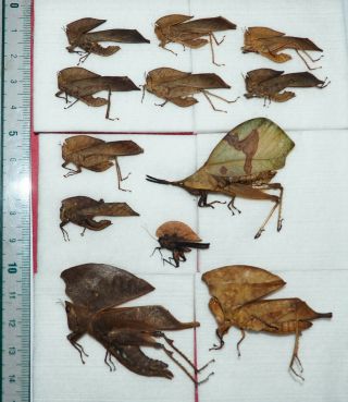 Chorotypidae,  12 From West Kalimantan.  (16)