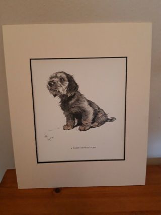 A Dandie Dinmont Puppy Print By Cecil Aldin Ready For Framing 10 By 12 Inches