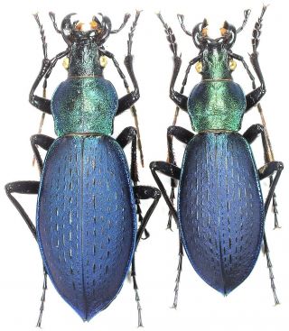 25.  Carabidae - Carabus (coptolabrus) Jankowskii Ssp.  Benxiensis … Pair,  Topotypus