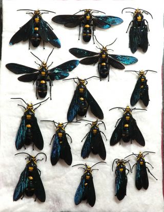Hymenoptera.  15 X Megascolia Procer Sarawakensis.  West Kalimantan (23)